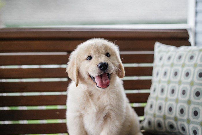 ゴールデン・レトリバー子犬