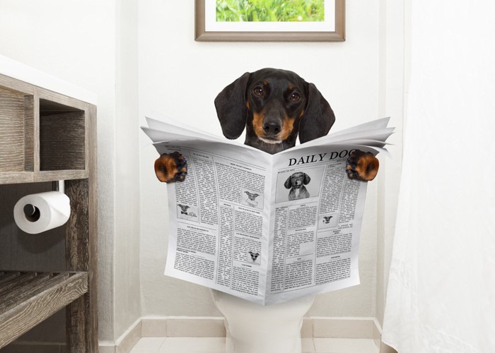 トイレで新聞を読む犬