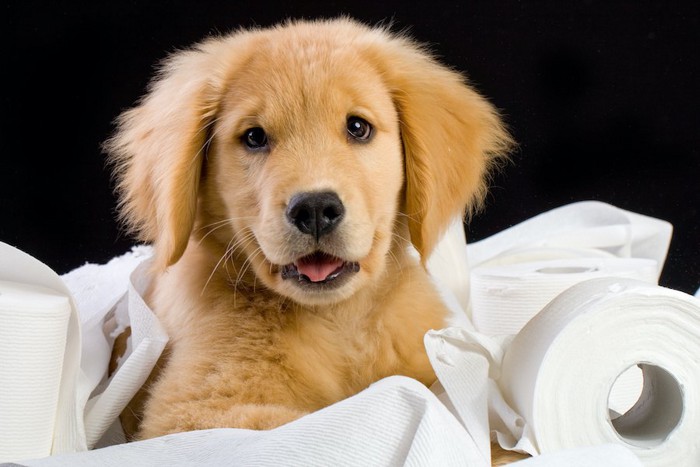 トイレットペーパーで遊ぶ子犬