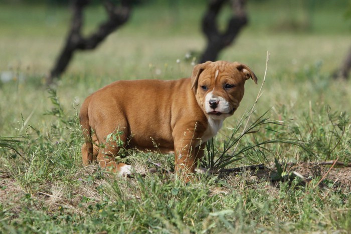 背中を丸める子犬