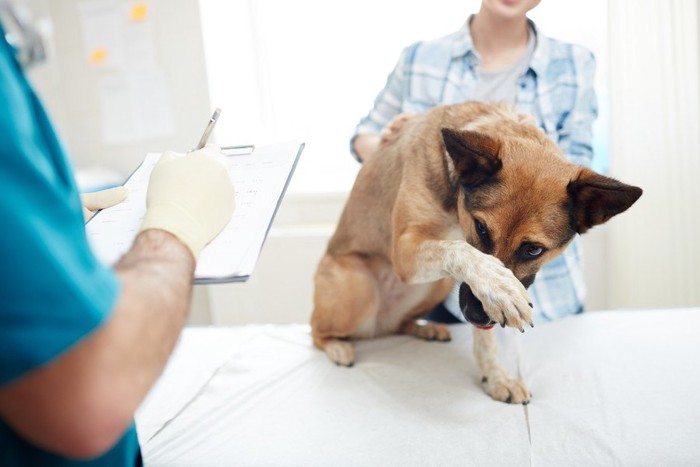 診察台で鼻を隠す犬