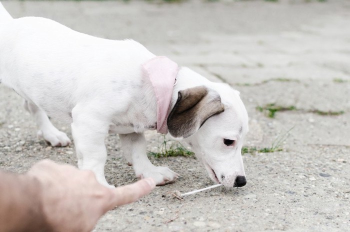 拾い食いをする犬