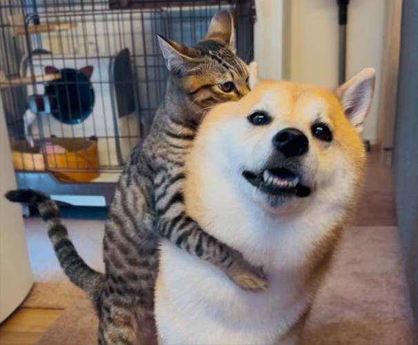 柴犬