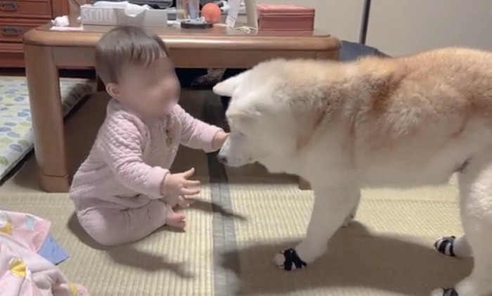 伸ばされた手を受け入れる犬
