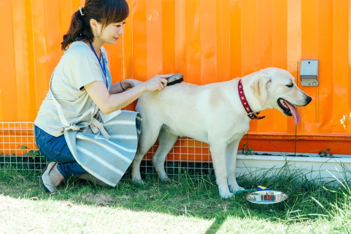 犬の毛並みを整える女性