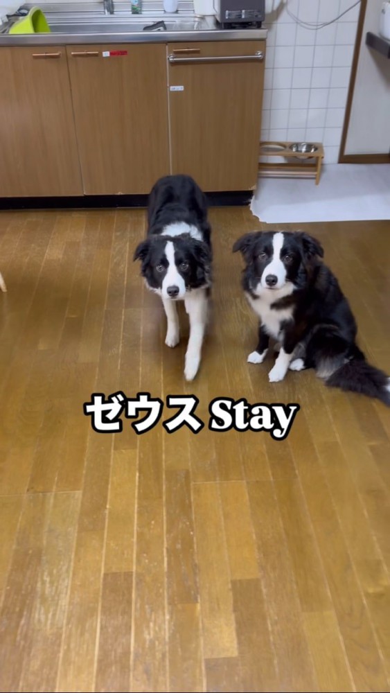 立つ犬と座る犬