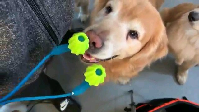 マッサージ機を見る犬