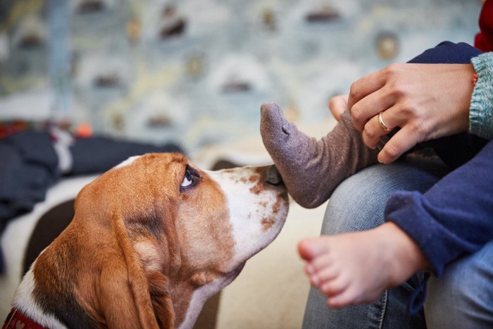 幼児の足元のニオイを嗅ぐ犬