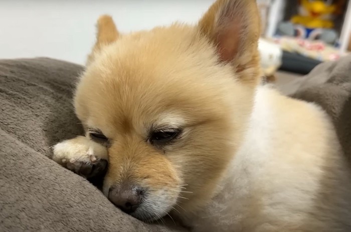 目を開けた犬のアップ