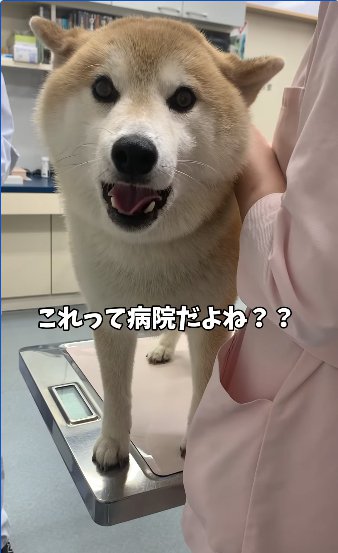 診察台の上で口を開ける柴犬「これって病院だよね？？」