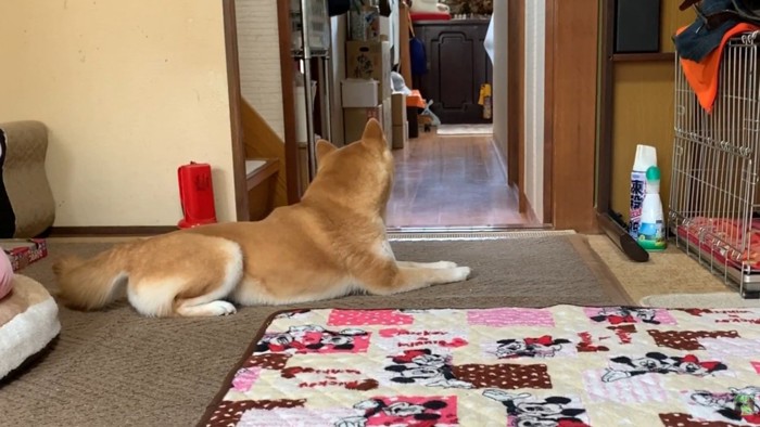 外で犬が吠えた瞬間、番犬モードに!