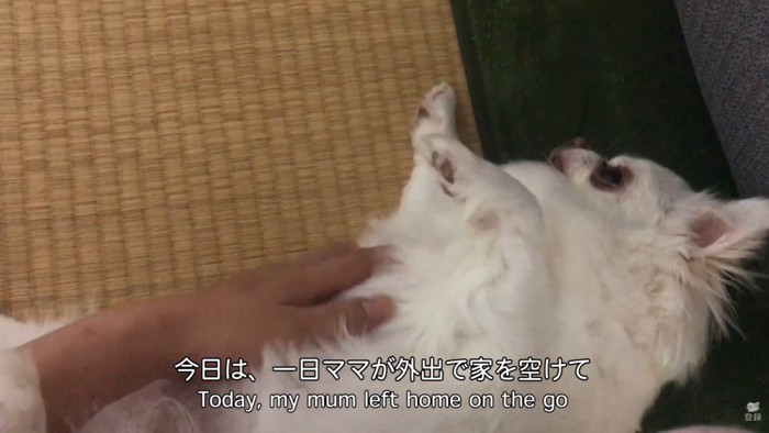 帰宅後にお腹をナデナデ…