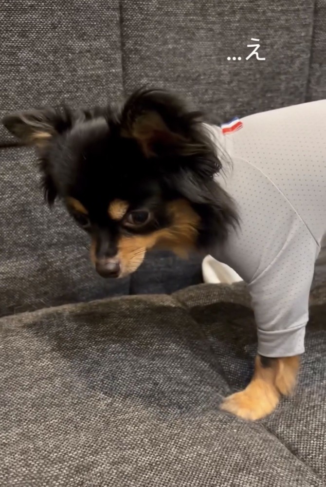 ゆっくり顔を上げる犬