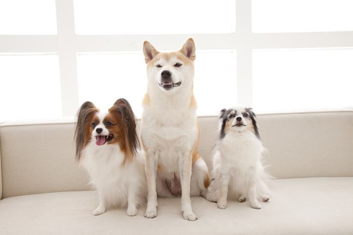 柴犬と隣にパピヨン