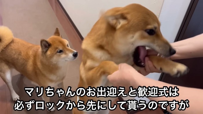 甘えるボブくん&嫉妬するロックくん