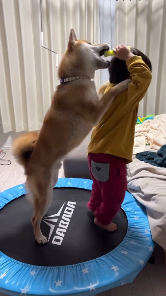 おもちゃをめがけてジャンプする柴犬