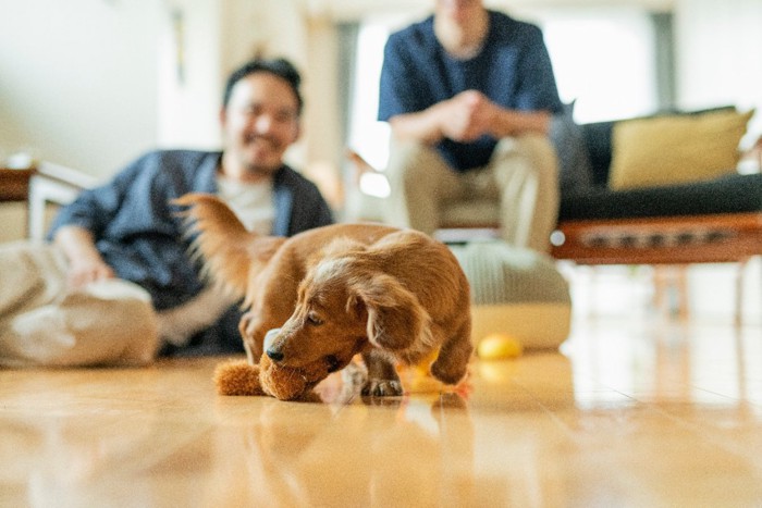 室内で遊ぶ犬