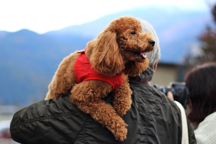 抱っこされる犬