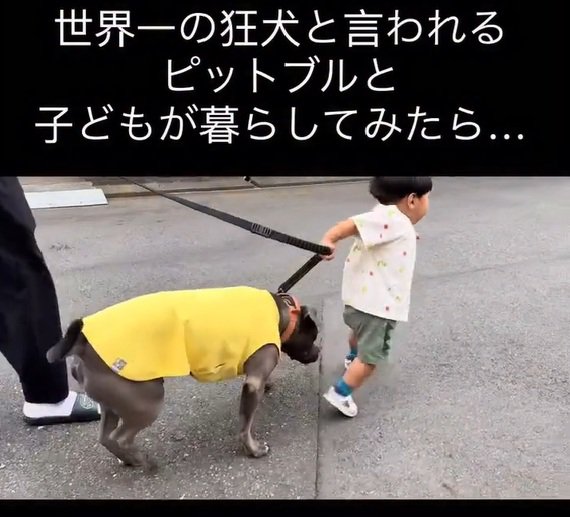 ピットブルのあおいくんとしおちゃん