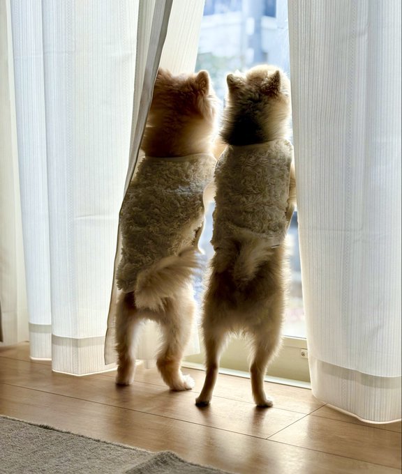 ポメラニアン兄弟