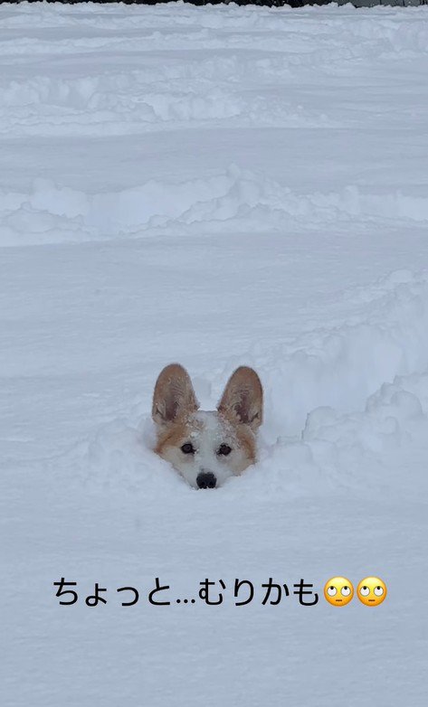 雪に埋もれるポムちゃん5