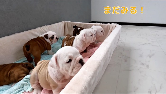 同じ方向を見る子犬たち