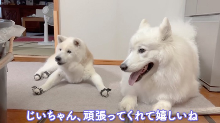 おじいちゃんの作業を遠巻きに見守る2頭の犬