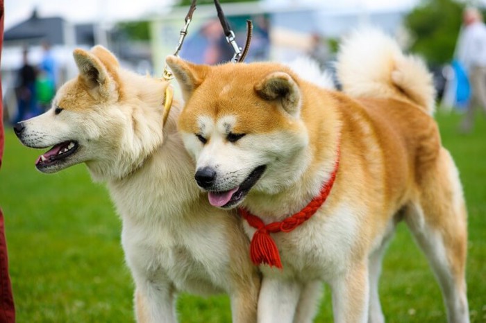 2頭でお散歩中の秋田犬