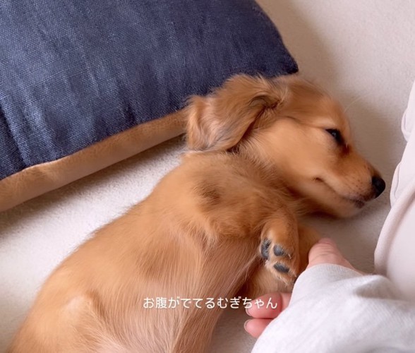 お腹いっぱいになって眠ってしまったむぎちゃん