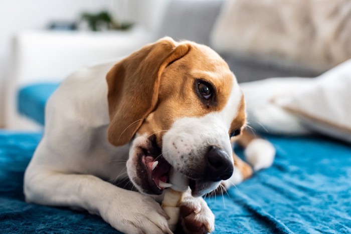 棒を噛む犬