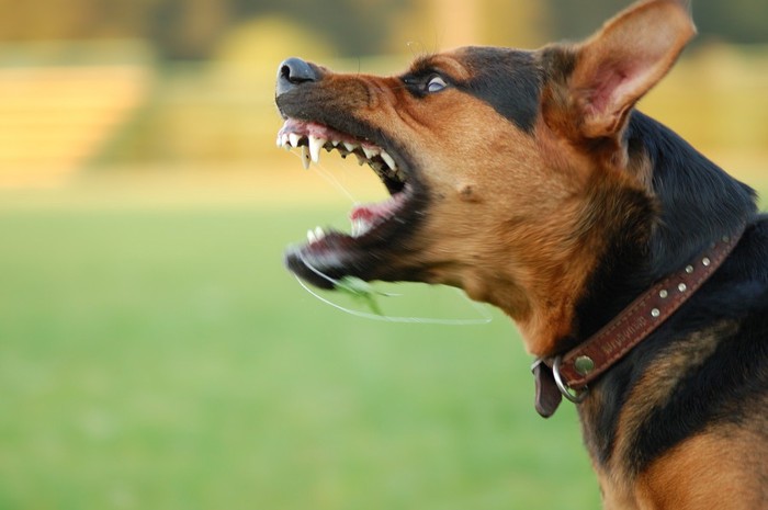 噛みつこうとしている犬