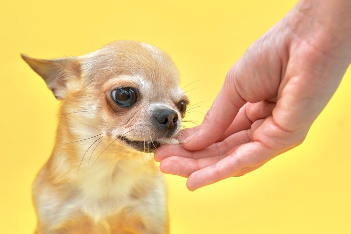 飼い主の手から鶏肉の欠片をもらっている犬