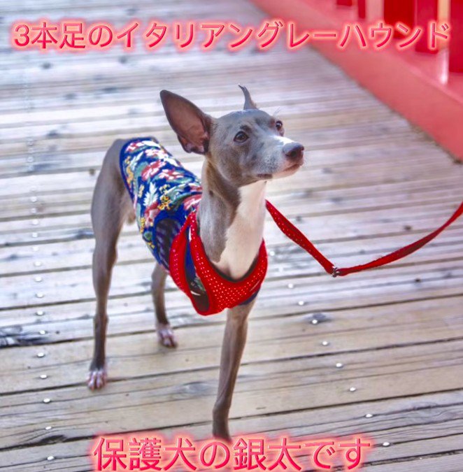 山に捨てられて…