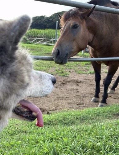 馬と対面する犬