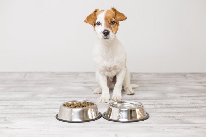 フードと水の入った食器の前でオスワリする犬