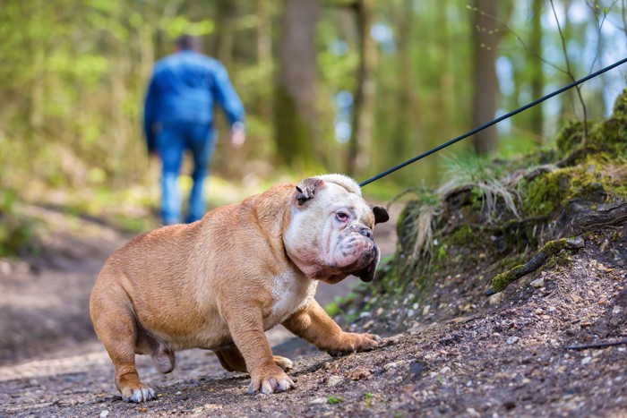 反抗的な犬