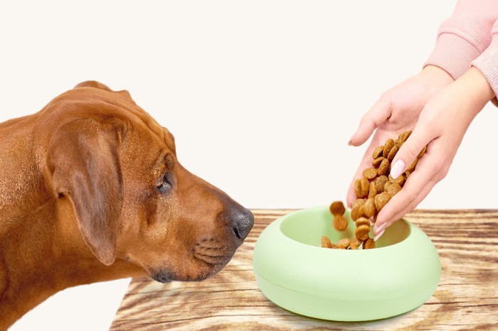 .：フードを入れる手と見つめる犬