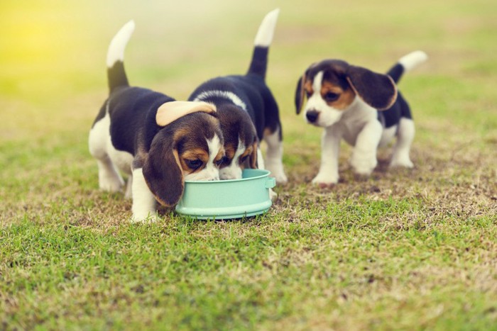 餌を食べる子犬