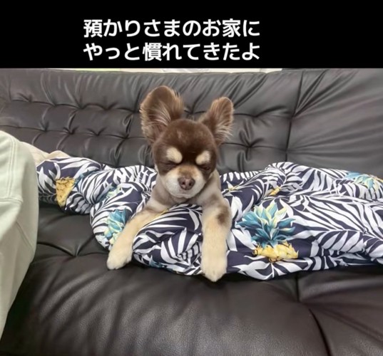 ウトウトする老犬