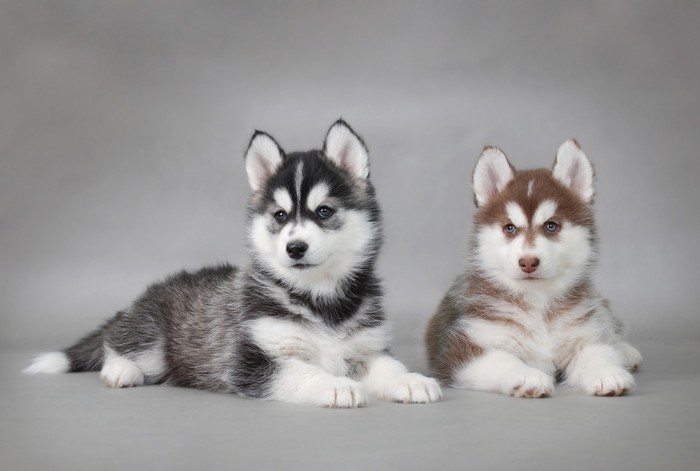 並んで伏せている2頭のシベリアン・ハスキーの子犬