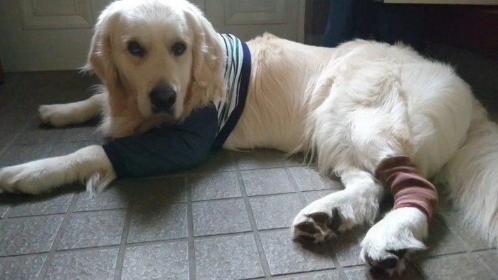 ギンちゃんの表情の変化