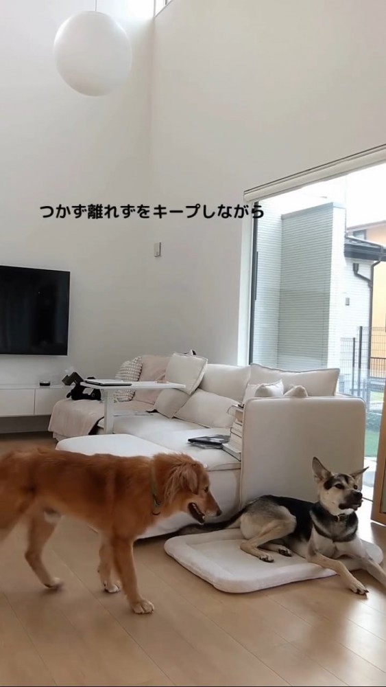 ふせをする黒い犬を通り過ぎる茶色い犬