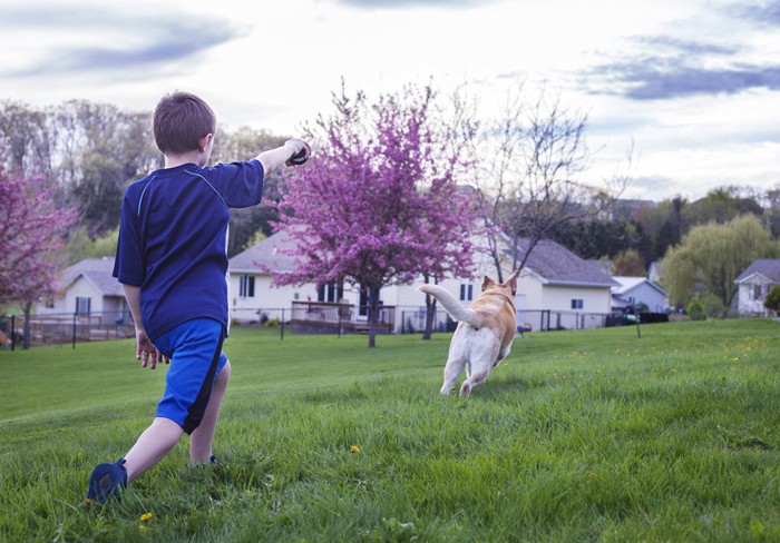 男の子の走る犬の後ろ姿