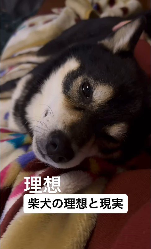 柴犬を飼う理想と現実