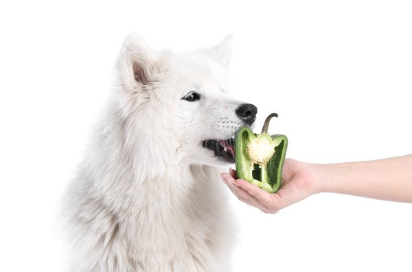 犬はピーマンを食べても大丈夫