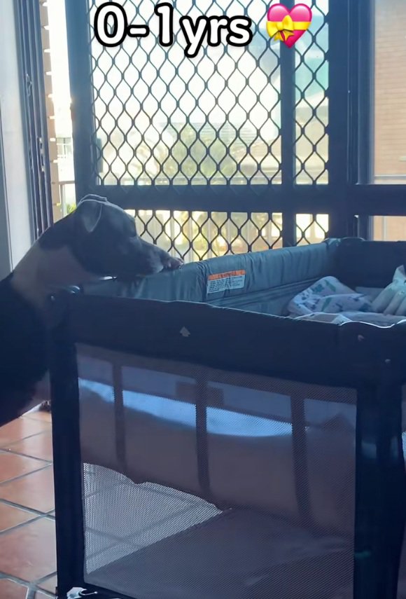 ハリーくんを見守るゆめちゃん