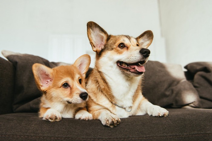 コーギー、成犬と子犬