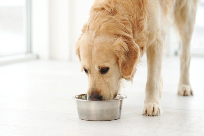 食事中の犬