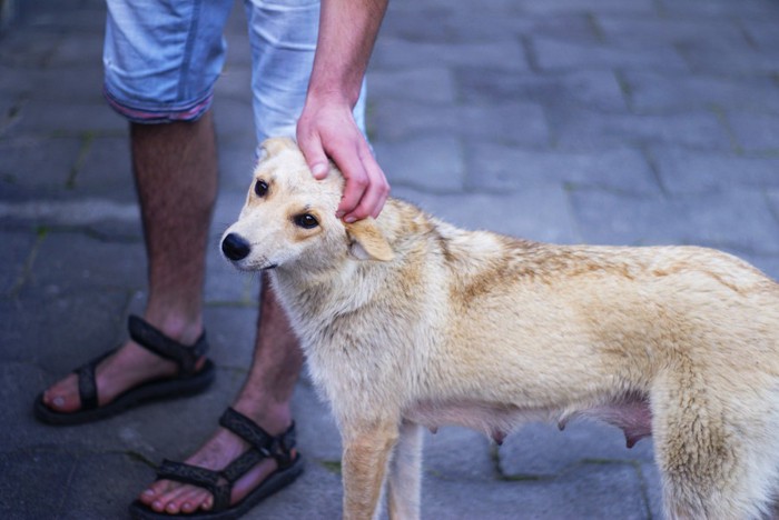 頭を撫でられる白い犬