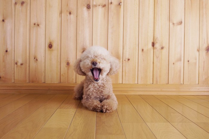 大きなあくびをする犬